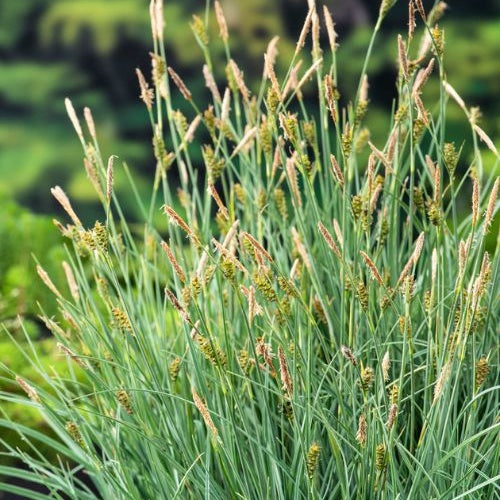 Laîche faux Panic - Carex - Willemse