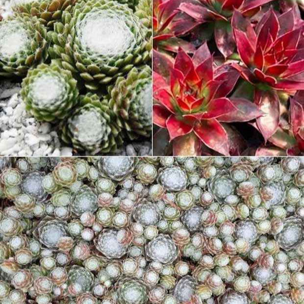 Joubarbe Chick Charms®  - Sempervivum - Willemse