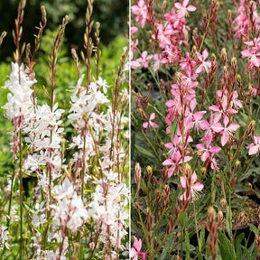 2 Gauras blanc et rose en mélange - Willemse