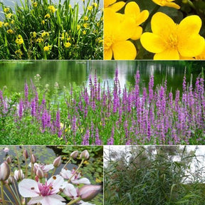 5 plantes de bassin et de berge indigènes en mélange - Willemse
