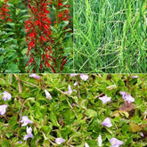 3 plantes de bassin - Willemse