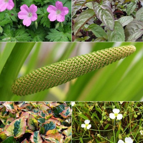 5 plantes de bassin et de berge parfumées en mélange - Willemse