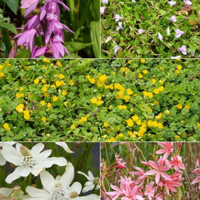 5 plantes de bassin à fleurs en mélange - Willemse