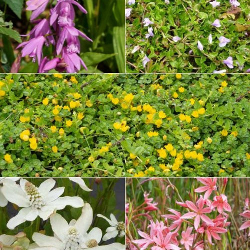 5 plantes de bassin à fleurs en mélange - Willemse