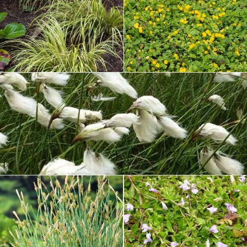 5 plantes de bassin favorables aux insectes en mélange - Willemse