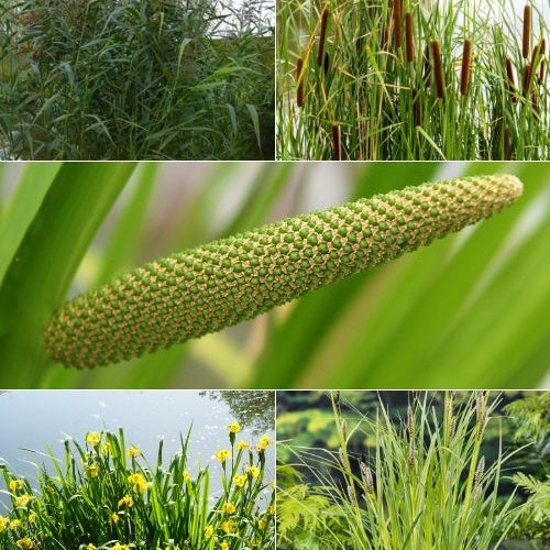 5 plantes de bassin purificatrices en mélange 'Clear Water' - Willemse