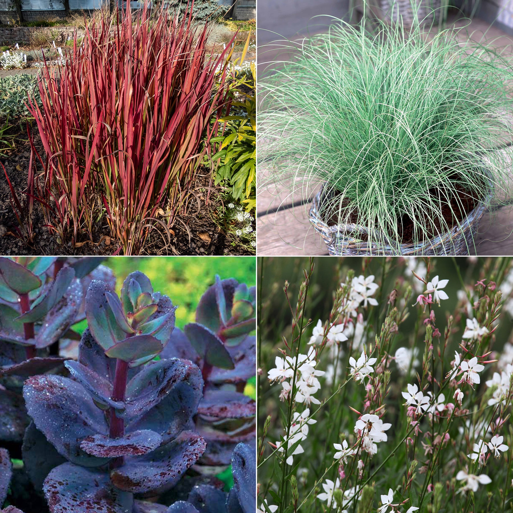 Collection de 7 plantes vivaces à feuillages originaux - Willemse