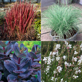 Collection de 7 plantes vivaces à feuillages originaux - Willemse