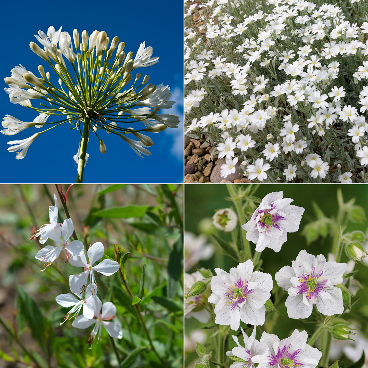 Collection de 9 plantes vivaces à fleurs blanches - Willemse