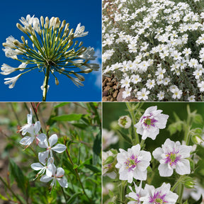 Collection de 9 plantes vivaces à fleurs blanches - Willemse