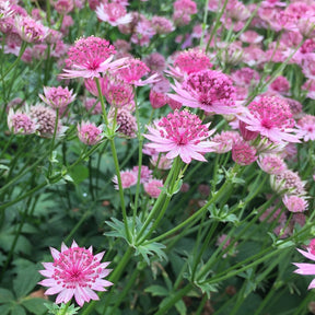 6 Astrances Rosea et Purple Joyce en mélange - Willemse