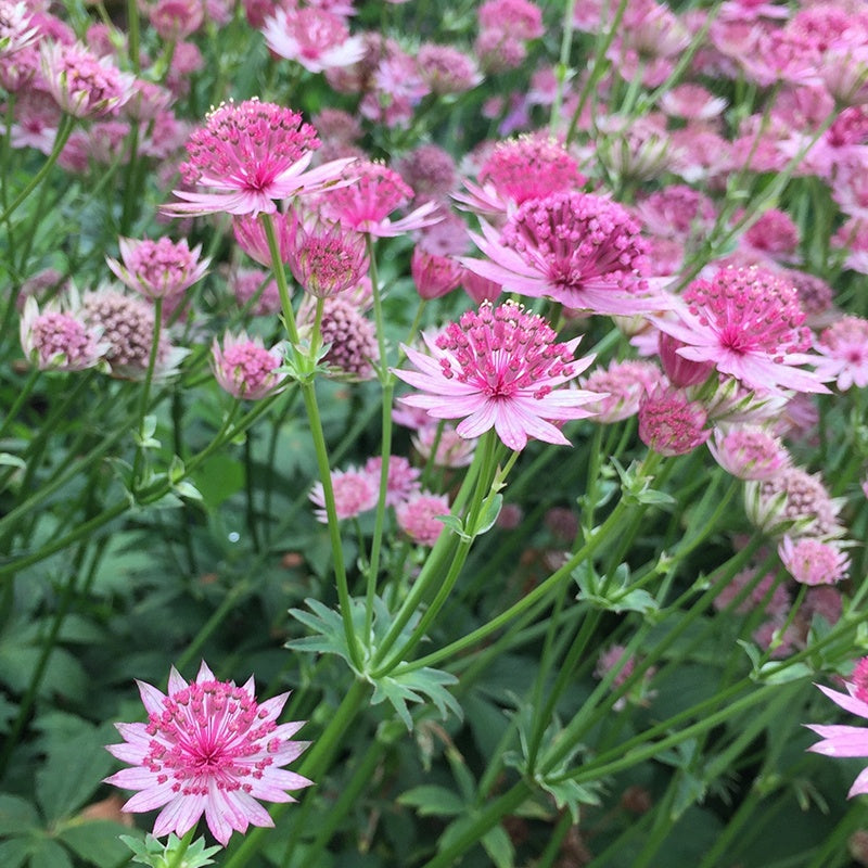 6 Astrances Rosea et Purple Joyce en mélange - Willemse