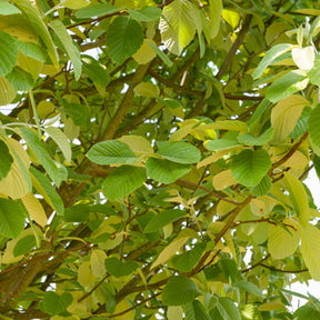 Aulne blanc - Alnus incana - Willemse