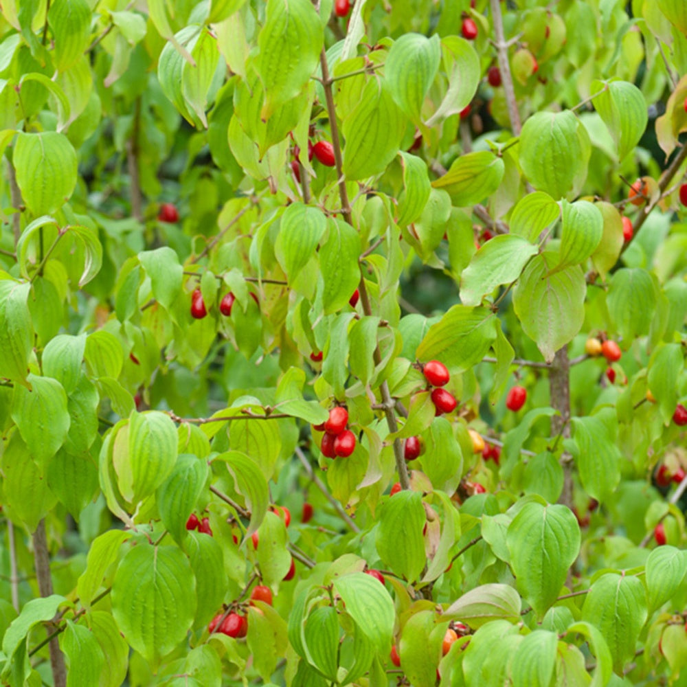Cornouiller mâle - Cornus mas - Willemse