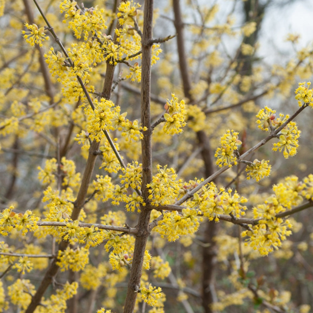Cornus mas - Cornouiller mâle - Cornouillers