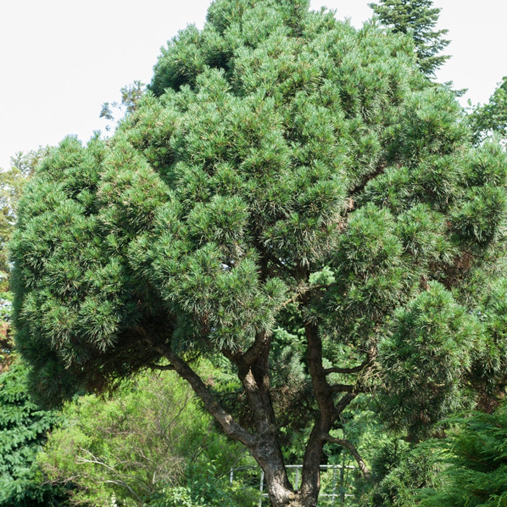Pin - Pin sylvestre - Pinus sylvestris