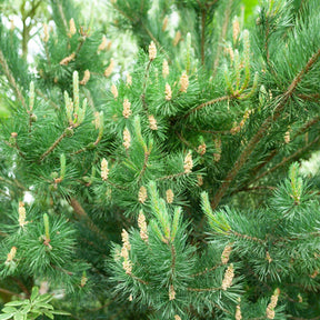 Vente Pin sylvestre - Pinus sylvestris