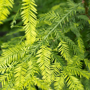 Sequoia à feuilles d'If - Sequoia sempervirens - Willemse