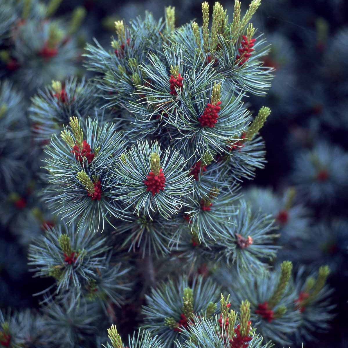Pin - Pin blanc du Japon Negishi - Pinus parviflora Negishi