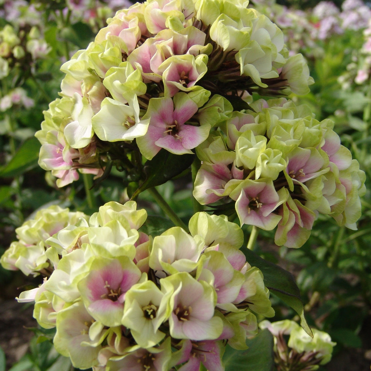 Phlox paniculé vert anis et rose violacé - Willemse