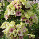 Phlox paniculé vert anis et rose violacé - Willemse