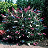 Arbre à papillons tricolore - Willemse