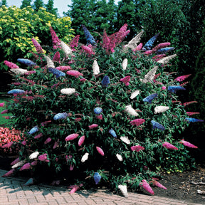 Arbre à papillons tricolore - Willemse