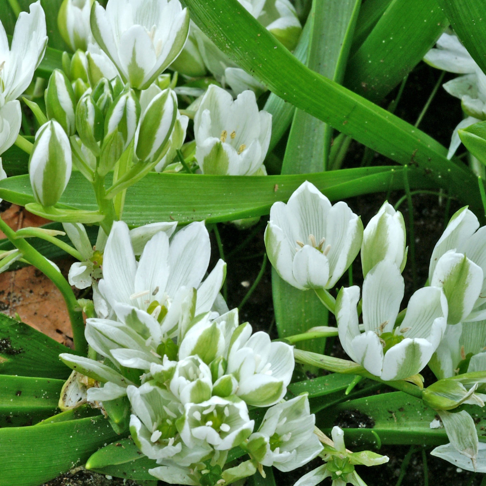 Ornithogalum balansae - 20 Ornithogales - Ornithogale