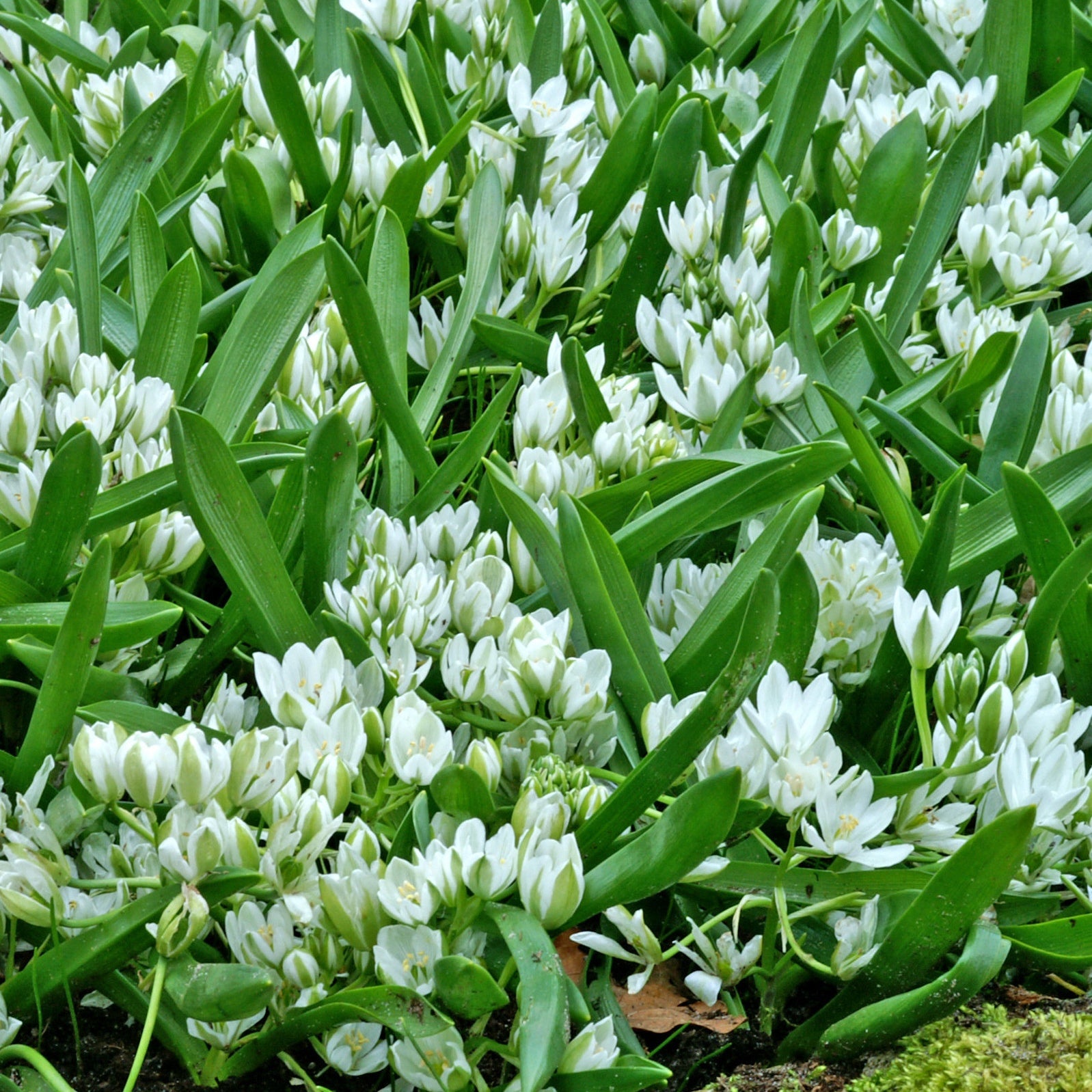 Vente 20 Ornithogales - Ornithogalum balansae