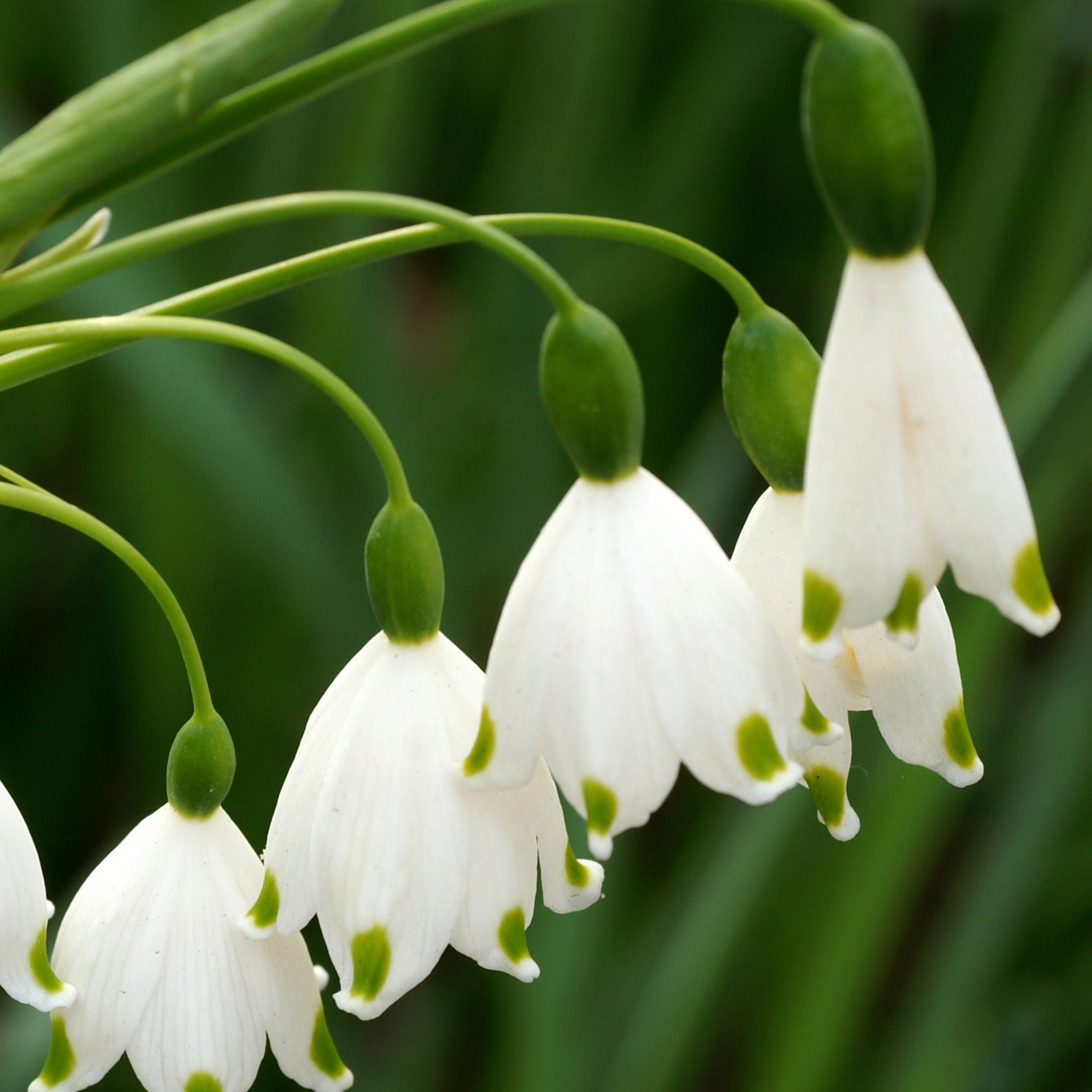 Leucojum aestivum - 8 Nivéoles d'été - Bulbes à floraison printanière