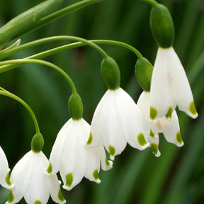 Leucojum aestivum - 8 Nivéoles d'été - Bulbes à floraison printanière
