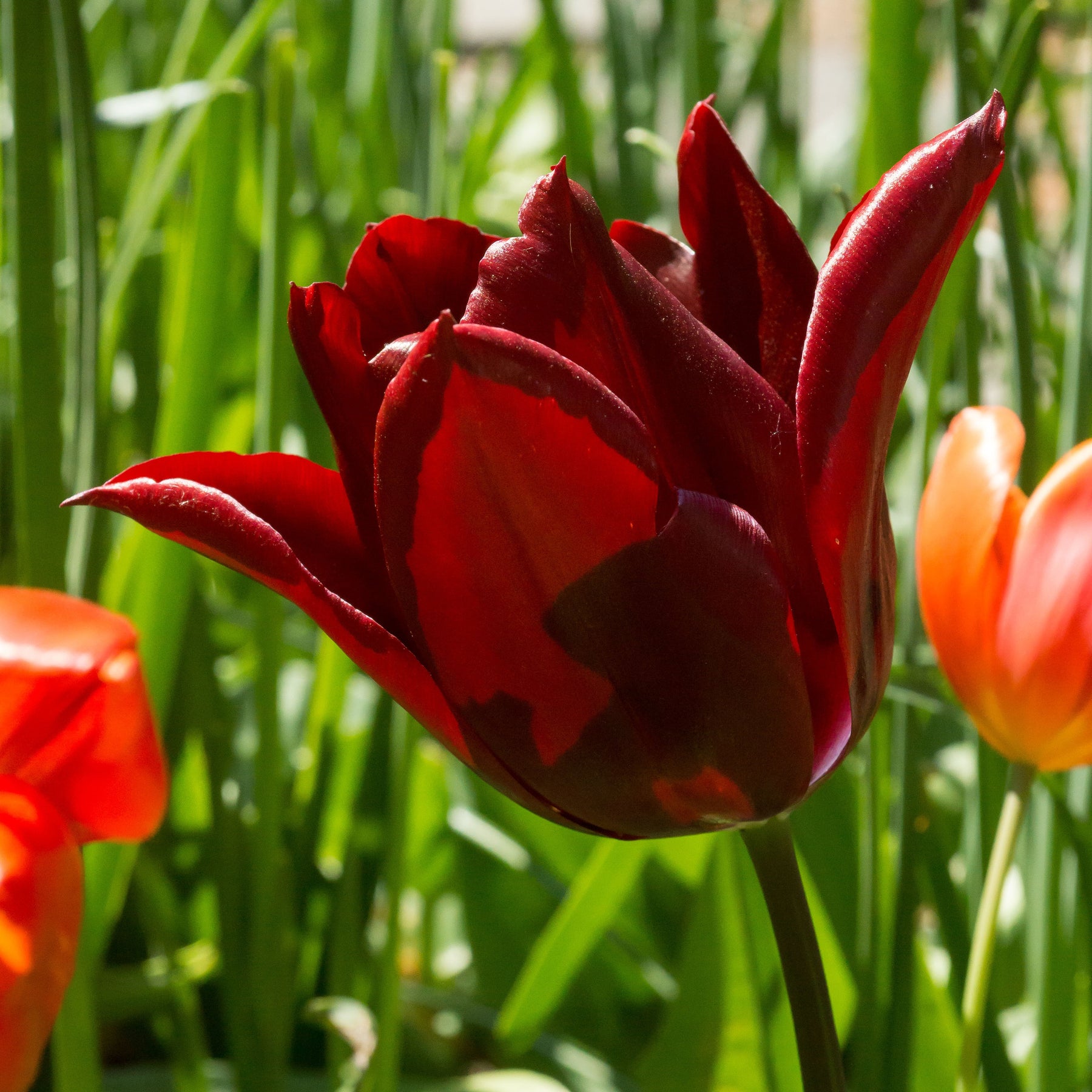 8 Tulipes Merlot - Willemse
