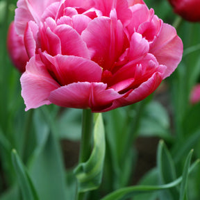 10 Tulipes Margarita - Willemse