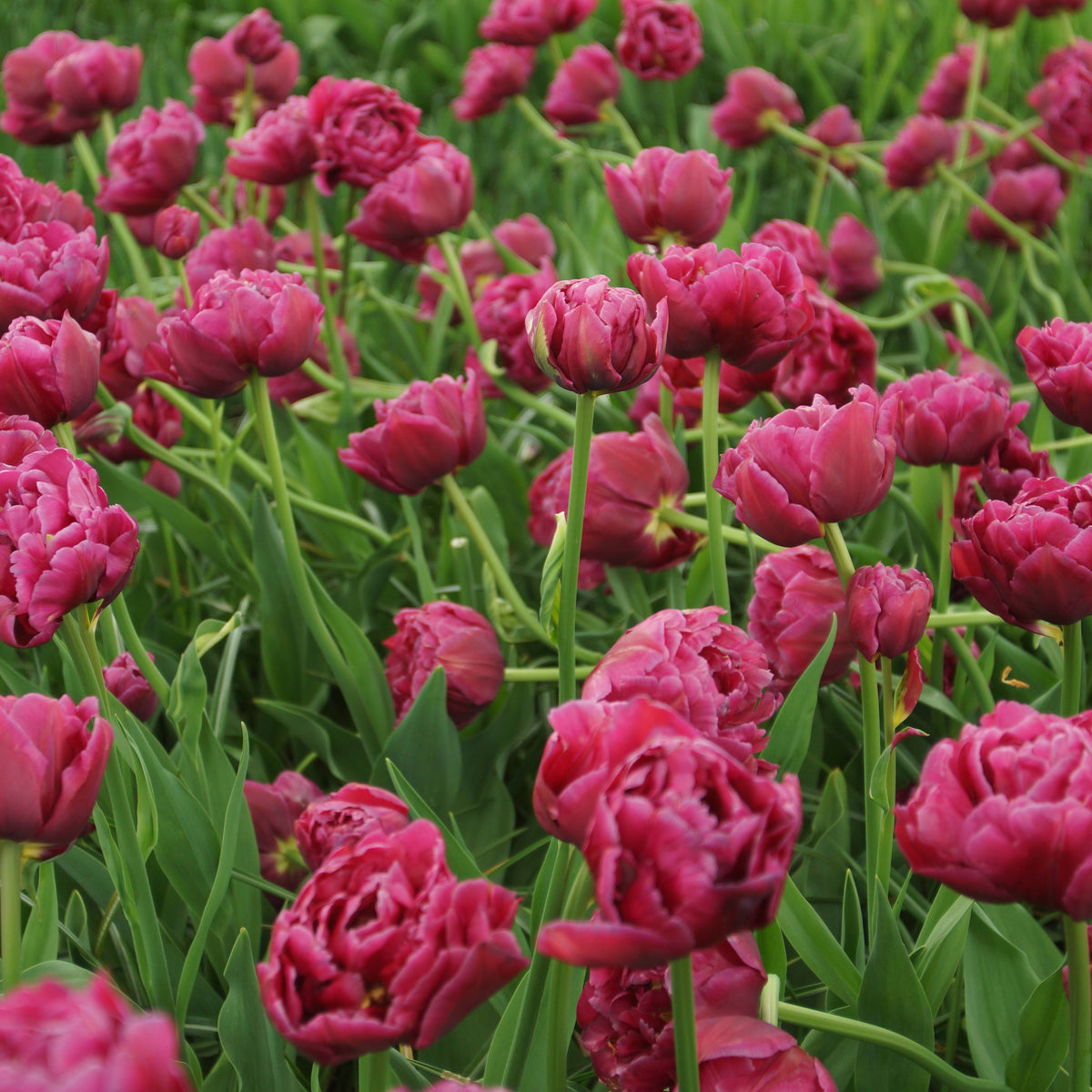 10 Tulipes Margarita - Tulipa margarita - Willemse