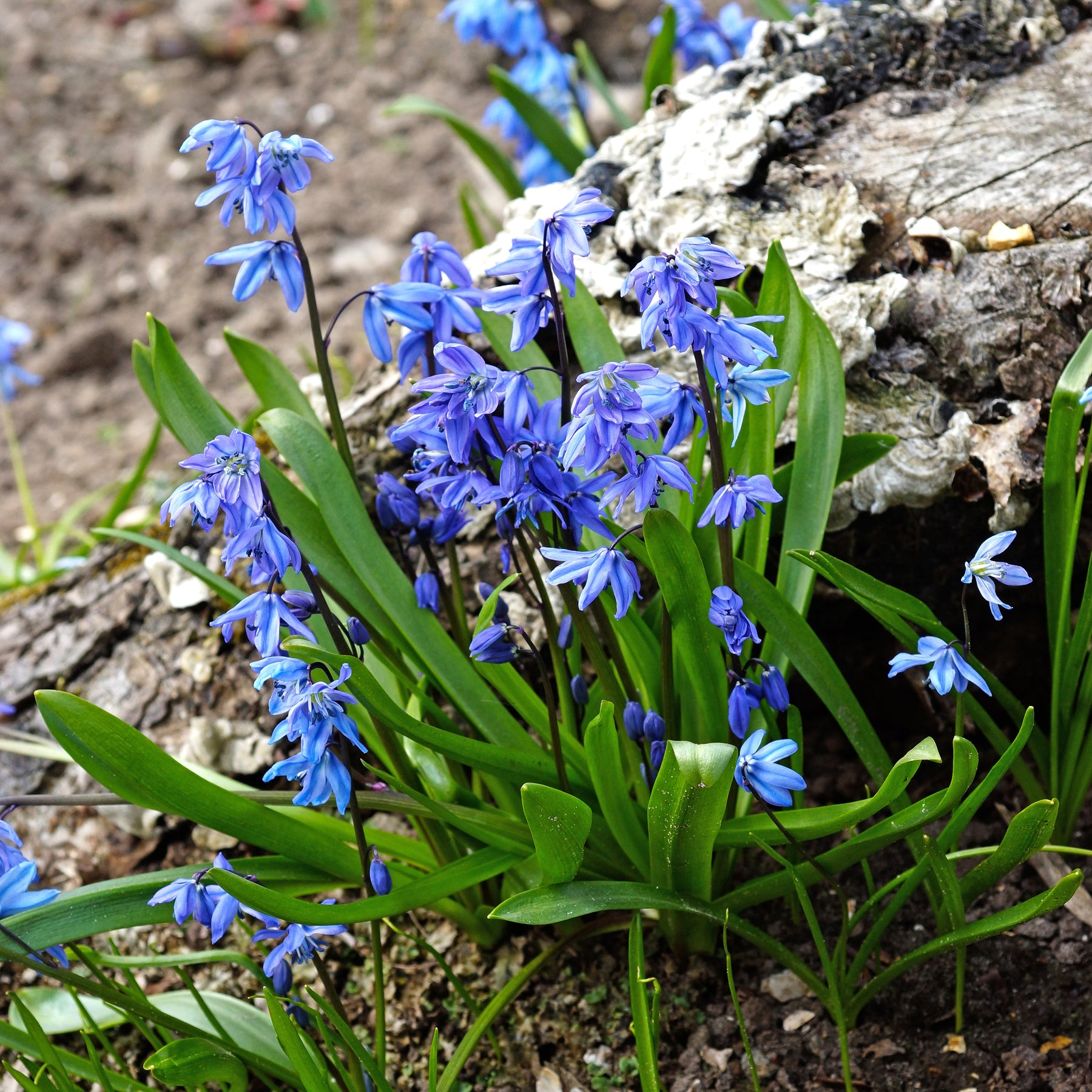 Scille - Scille de Sibérie - Scilla - Scilla siberica