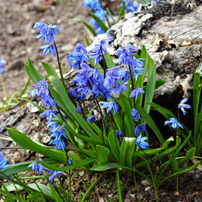 Scille - Scille de Sibérie - Scilla - Scilla siberica