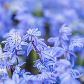 Scille de Sibérie - Scilla - Scille - Willemse
