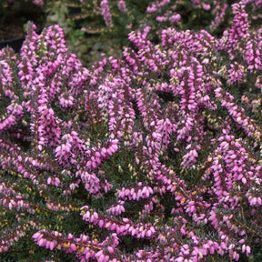 Erica carnea - 3 Bruyères d'hiver roses - Bruyère d'hiver