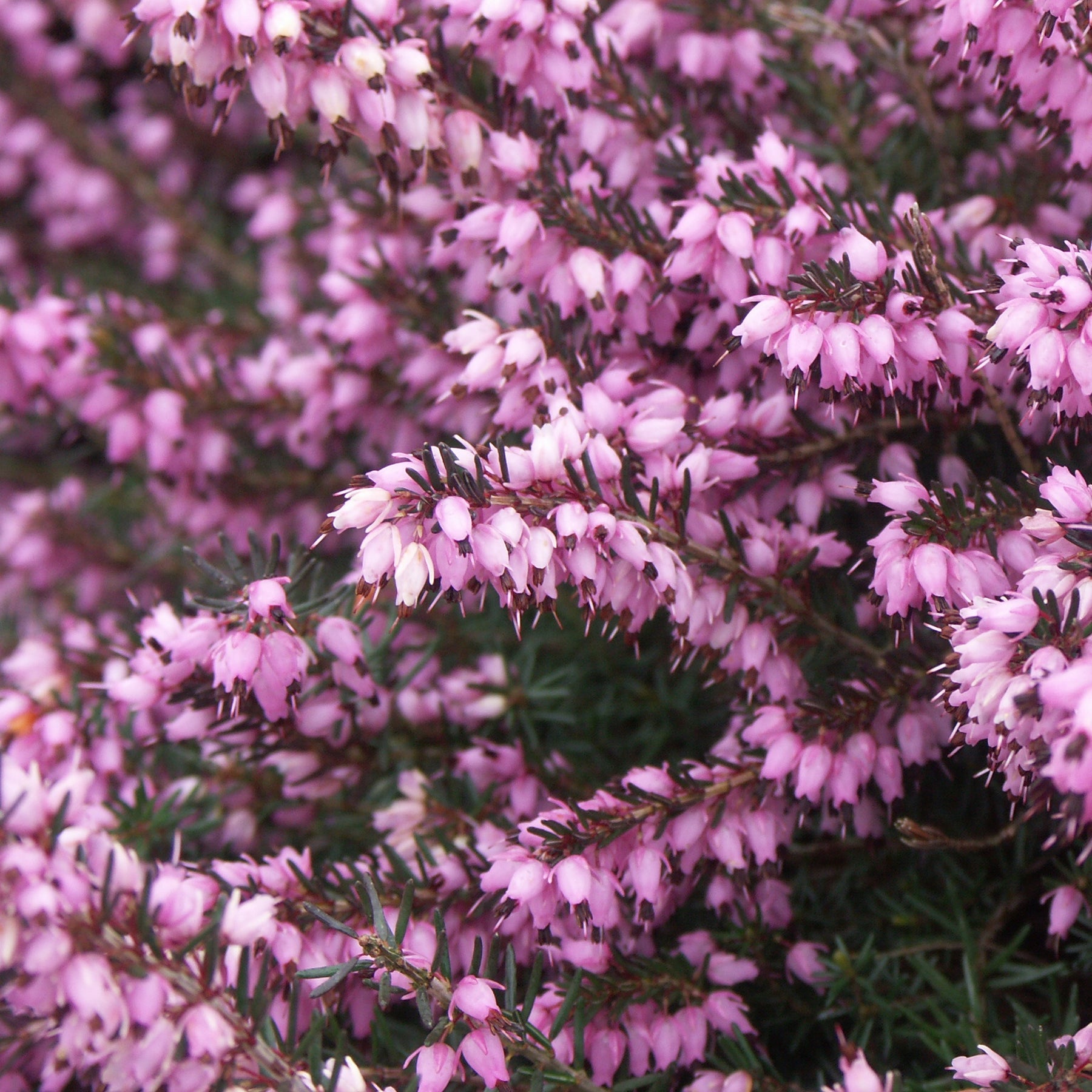 Bruyère d'hiver - 3 Bruyères d'hiver roses - Erica carnea
