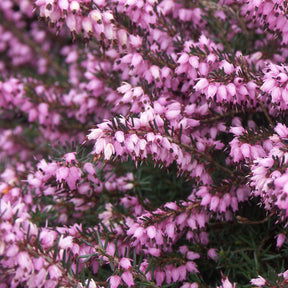 Bruyère d'hiver - 3 Bruyères d'hiver roses - Erica carnea