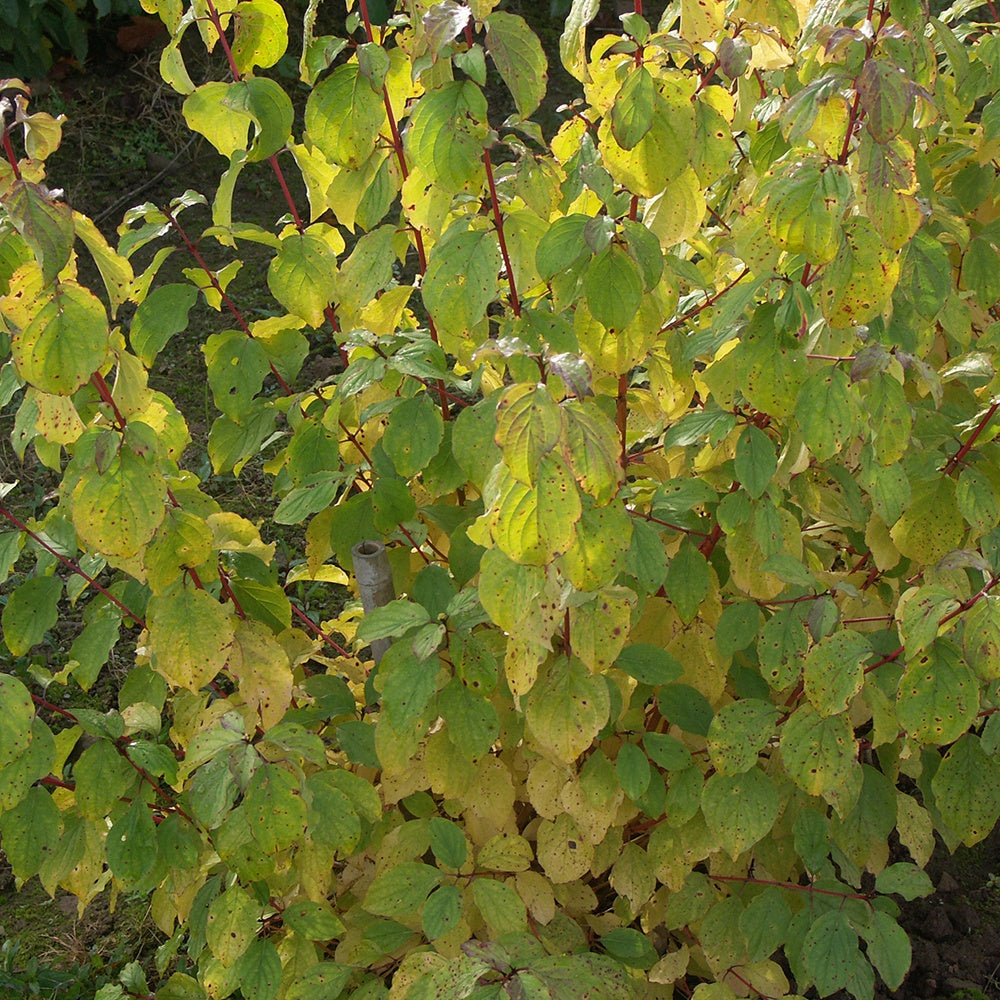 Cornus sanguinea winter flame ® ‘anny’ - Cornouiller fluo Winter Flame - Cornouillers