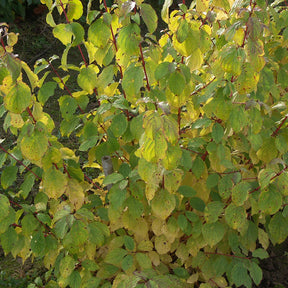 Cornus sanguinea winter flame ® ‘anny’ - Cornouiller fluo Winter Flame - Cornouillers