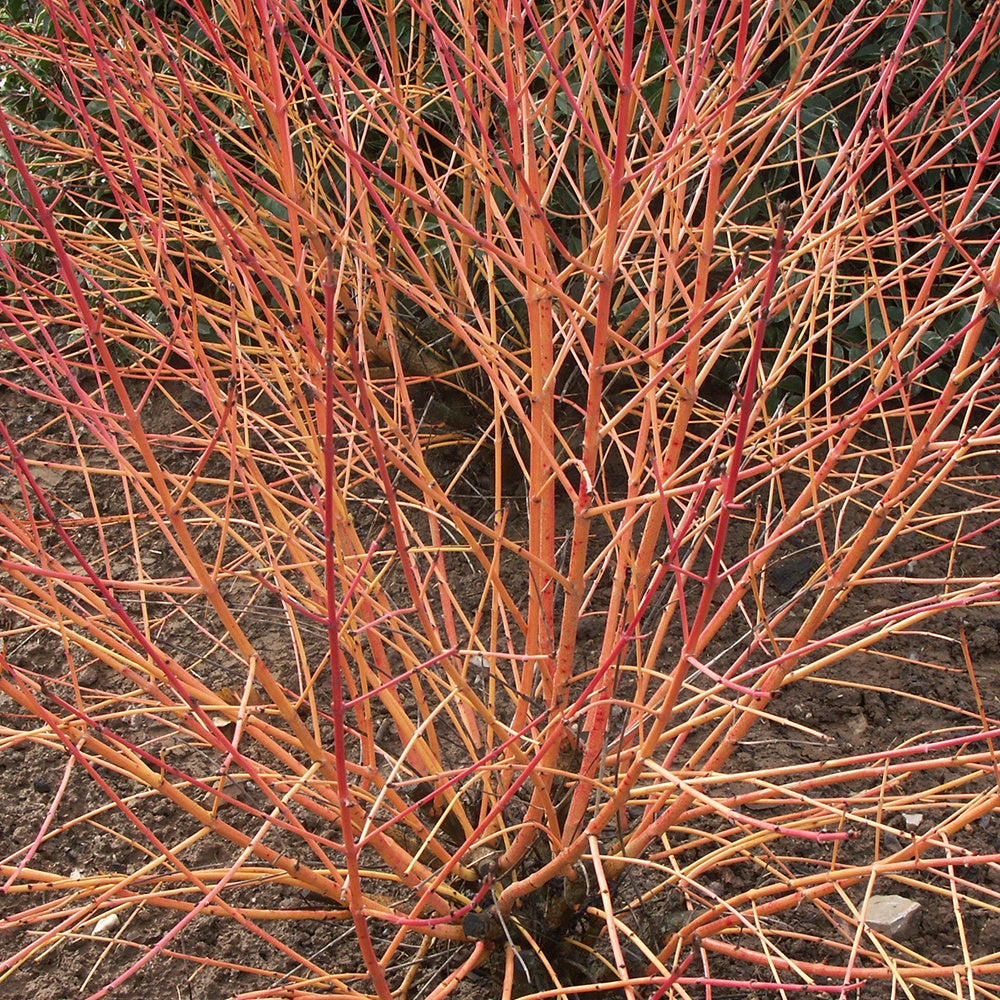 Cornouillers - Cornouiller fluo Winter Flame - Cornus sanguinea winter flame ® ‘anny’