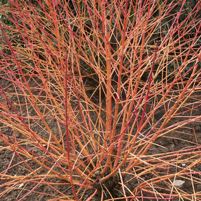 Cornouillers - Cornouiller fluo Winter Flame - Cornus sanguinea winter flame ® ‘anny’