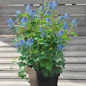 Corydalis x blue line ® ‘couriblue’ - Corydalis Blue Line ® Couriblue - Fleurs vivaces