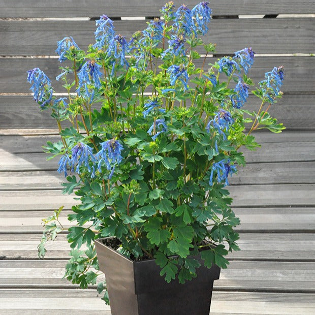 Corydalis x blue line ® ‘couriblue’ - Corydalis Blue Line ® Couriblue - Fleurs vivaces