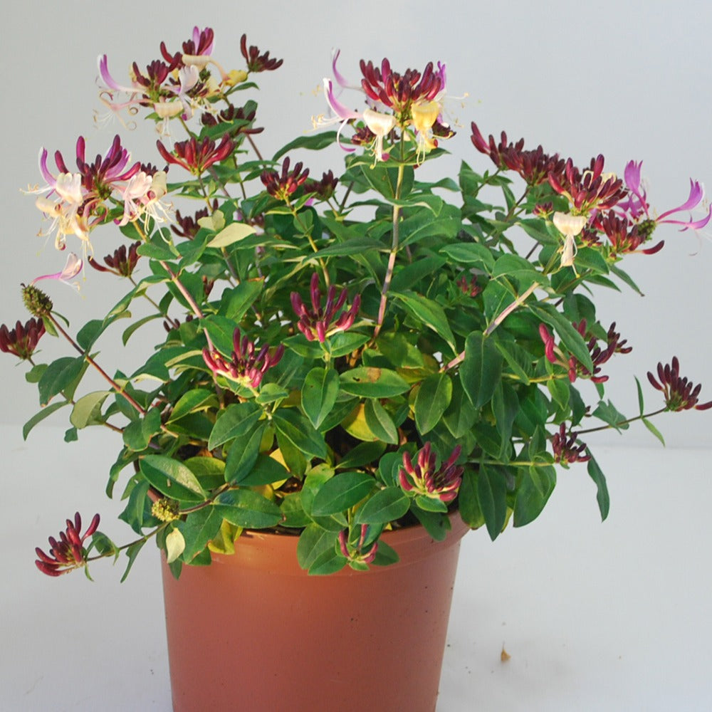 Chèvrefeuille arbustif Chic et Choc ® - Lonicera periclymenum chic & choc ® 'inov205' - Willemse