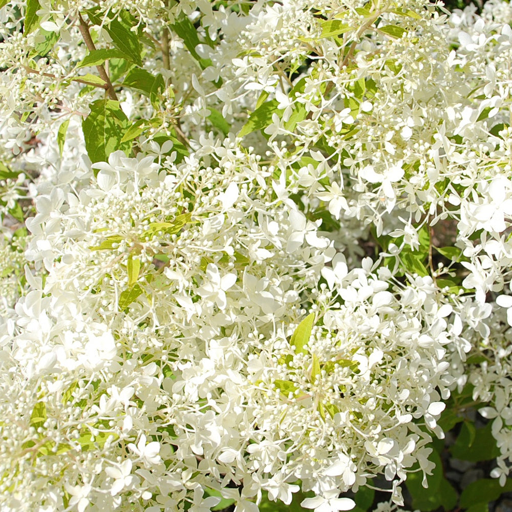 Hydrangea paniculata dentelle de gorron ® 'rencri' - Hortensia paniculé Dentelle de Gorron ® - Hortensia paniculé
