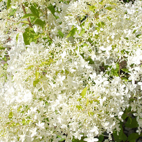 Hydrangea paniculata dentelle de gorron ® 'rencri' - Hortensia paniculé Dentelle de Gorron ® - Hortensia paniculé