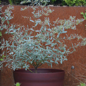 Eucalyptus gunnii France Bleu ® Rengun - Eucalyptus gunnii France Bleu ® rengun - Willemse